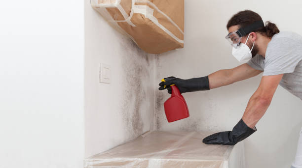 Professional Basement Mold Remediation technician working in South Orange, NJ