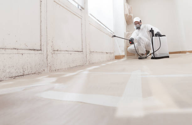 24/7 Emergency Basement Mold Remediation experts in South Orange, NJ